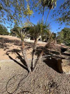 Live Pygmy Palm Trees