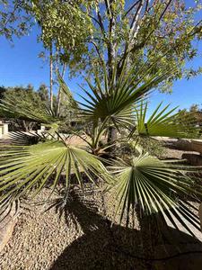 Live Guadalupe Palm Tree