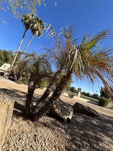 Live Pygmy Palm Trees