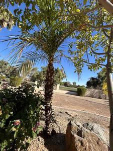 Live Pygmy Palm Tree 