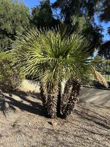 Live Pygmy Palm Trees