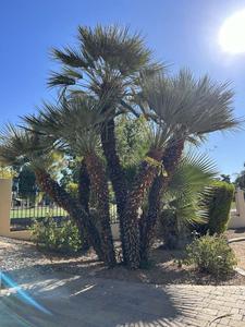 Live Pygmy Palm Trees