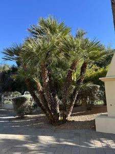Live Pygmy Palm Trees